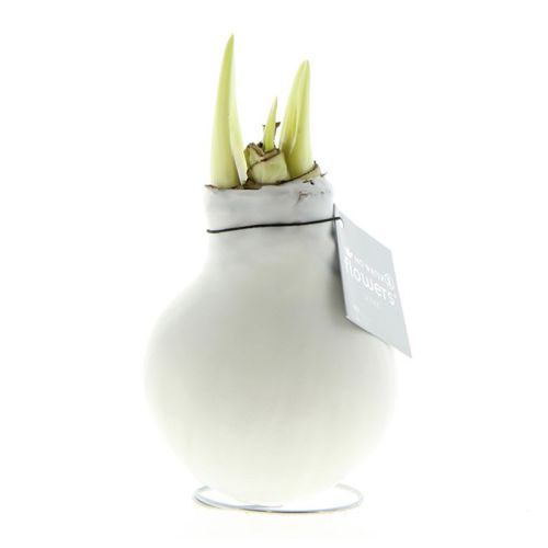 Amaryllis bulb in gift box - Image 7